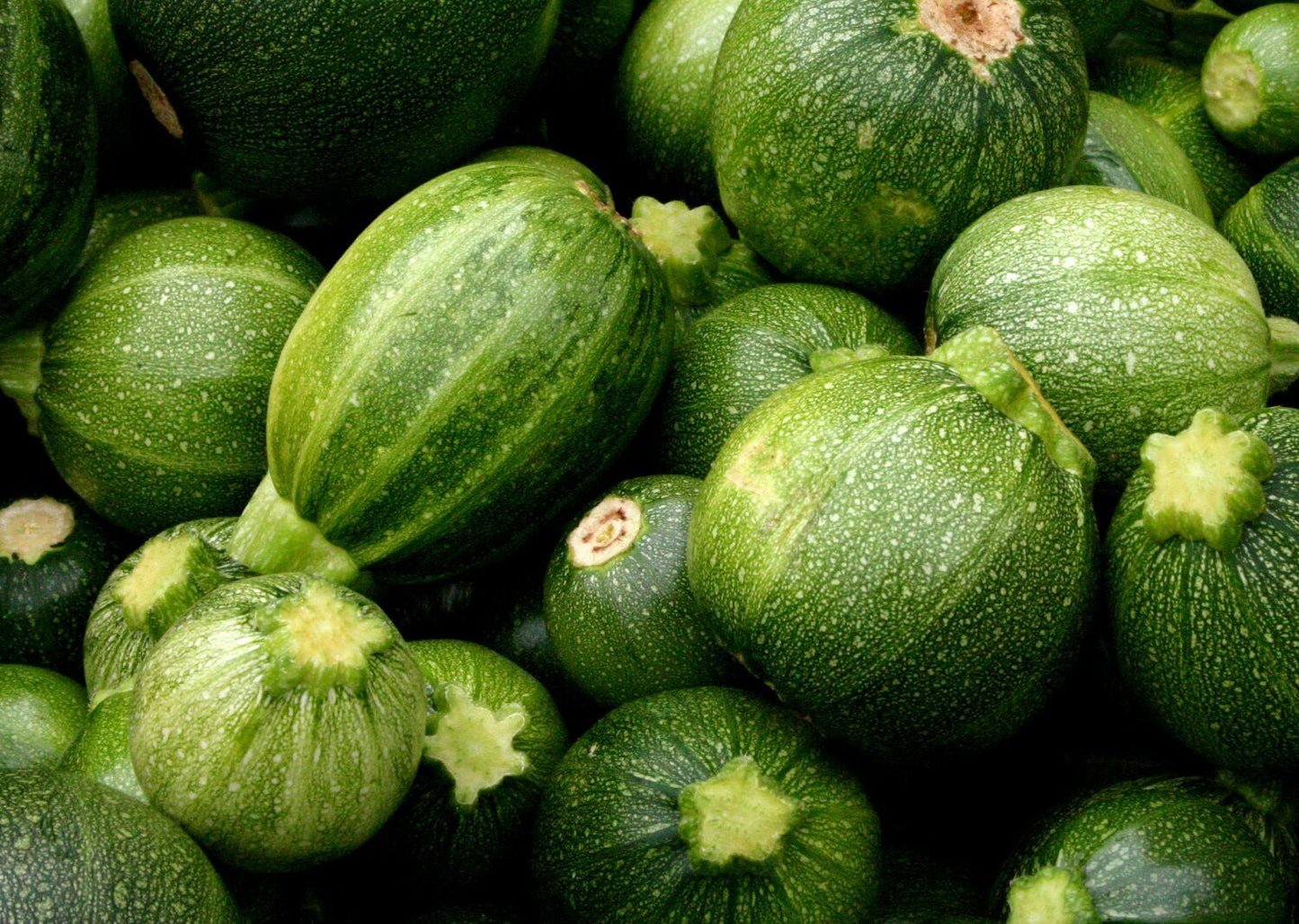 25 Ct Squash Zucchini Round Summer NON-GMO Vegetable Seeds | www.seedsplantworld.com