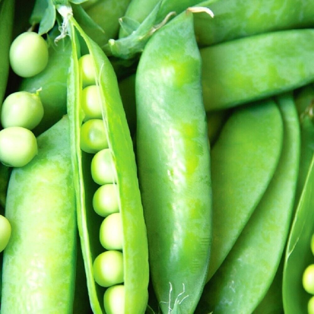 100 Lincoln Pea NON-GMO Heirloom Vegetable Seeds | www.seedsplantworld.com