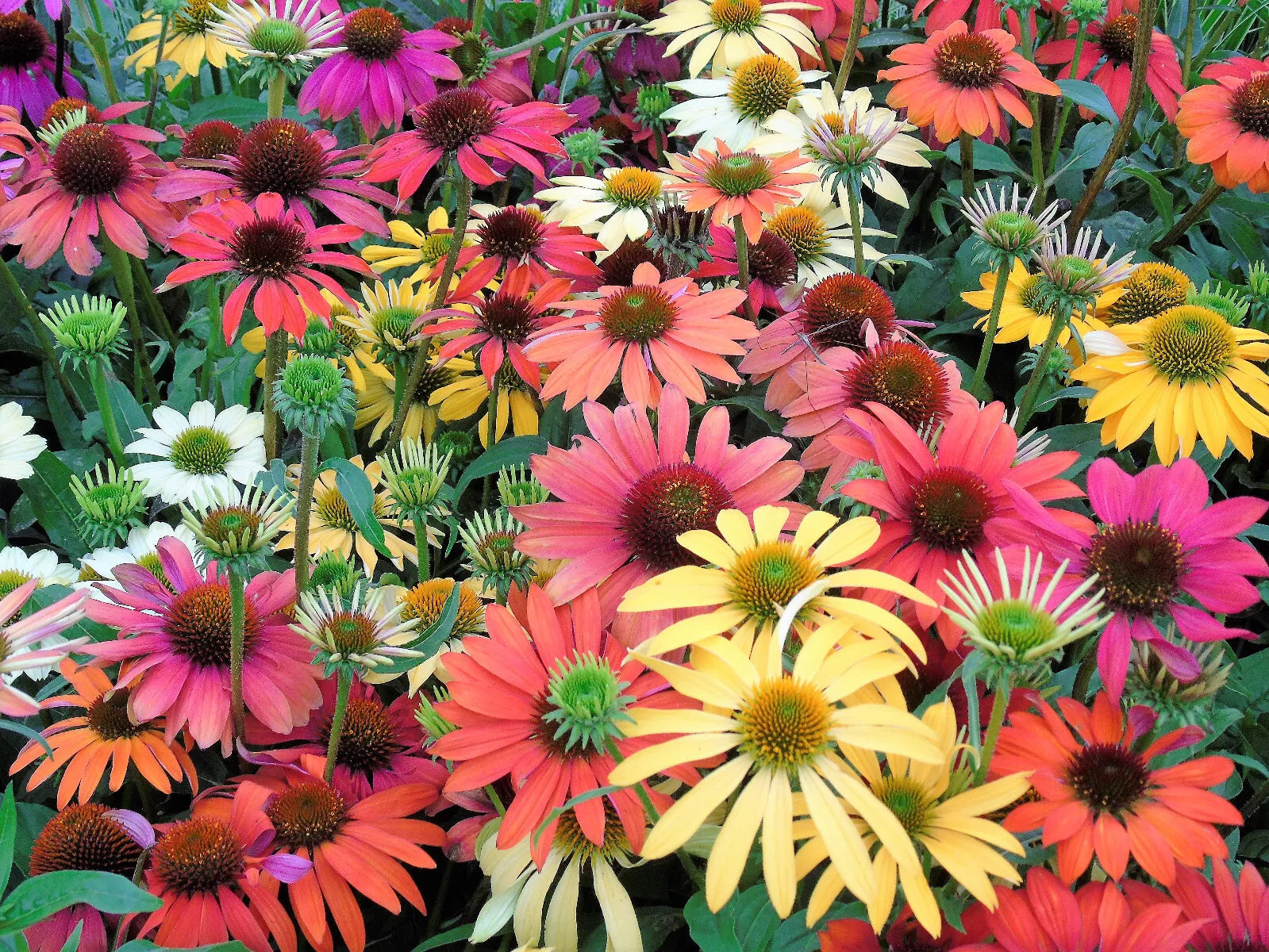 25 Cheyenne Spirit Coneflower Echinacea Orange Red Yellow Purp Pink Flower Seeds | www.seedsplantworld.com