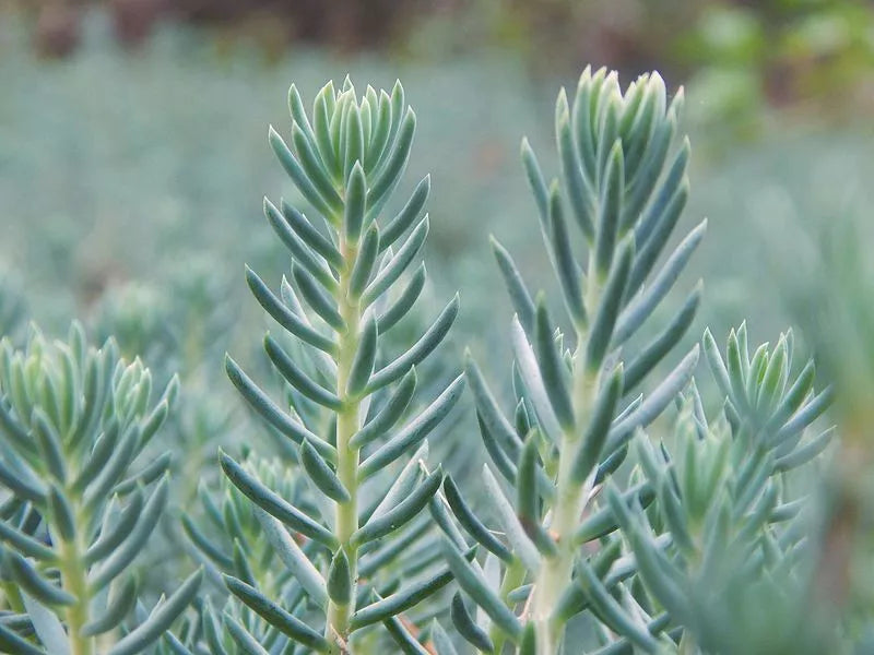 Sedum Rupestre Silver Spruce 200 Seeds