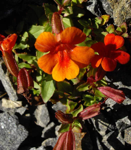 100 Twinkle Orange Monkey Flower Mimulus Seeds | www.seedsplantworld.com