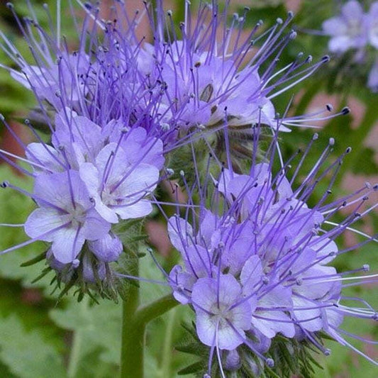 250+ Lacy Phacelia Phacelia Tanacetifoli Annual Flower Seeds | www.seedsplantworld.com