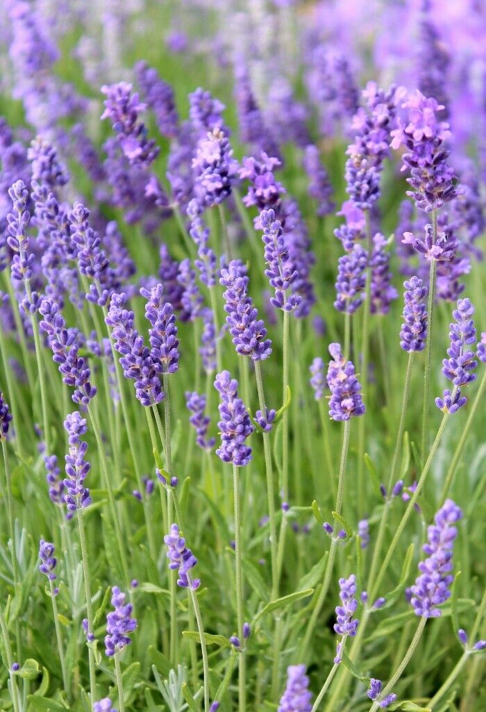 100+ English Lavender Fragrant Scent Heirloom Herb Seeds | www.seedsplantworld.com