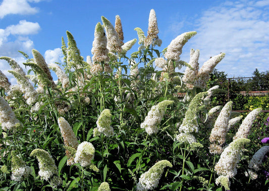 50 White Butterfly Bush Buddleia Davidii Hummingbird Flower Seeds | www.seedsplantworld.com