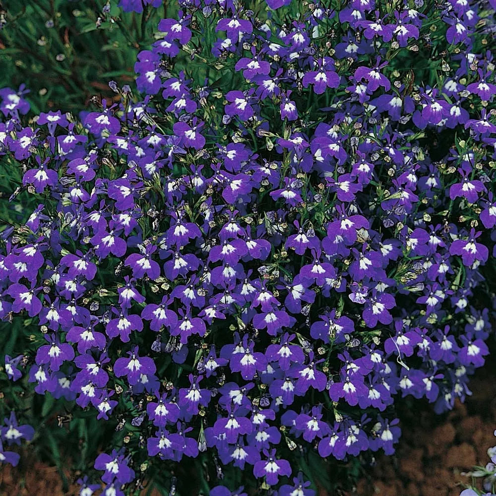 200 Mrs Clibran Lobelia Erinus Lavender Purple & White Flower Seeds | www.seedsplantworld.com