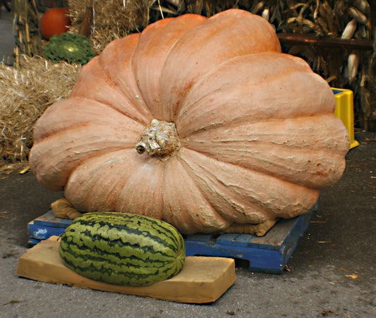 15 Pumpkin Dills Dill's Atlantic Giant Vegetable Seeds | www.seedsplantworld.com