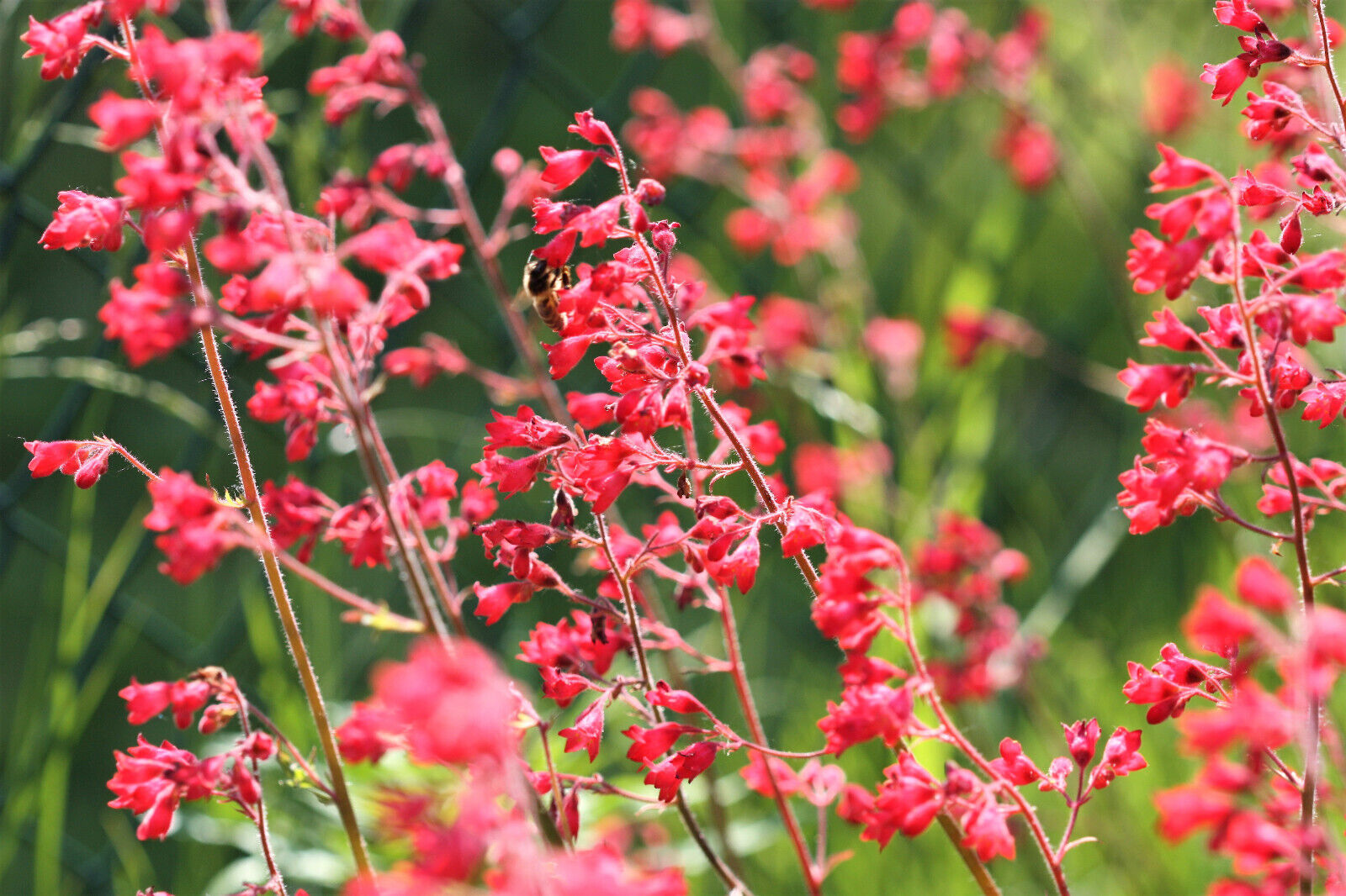 100 Red Heuchera Splendens Coral Bells Heuchera Sanguinea Shade Flower Seeds | www.seedsplantworld.com