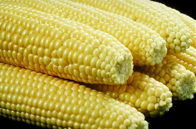 100 Iochief Yellow Sweet Corn Aas Winner Zea Mays Vegetable Seeds | www.seedsplantworld.com