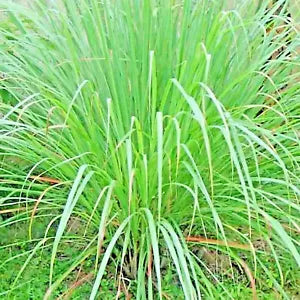 400 Lemongrass Seeds | www.seedsplantworld.com