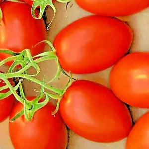 100 Roma Tomato Vegetable Seeds | www.seedsplantworld.com