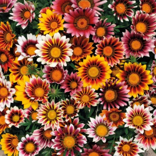 25 Gazania Splendens Mix Fresh Flower Seeds For Planting | www.seedsplantworld.com