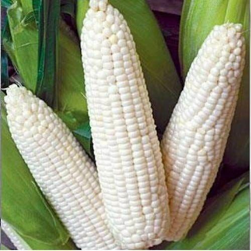 25 Ct Trucker's Favorite White Corn Garden Heirloom NON-GMO Vegetable Seeds | www.seedsplantworld.com