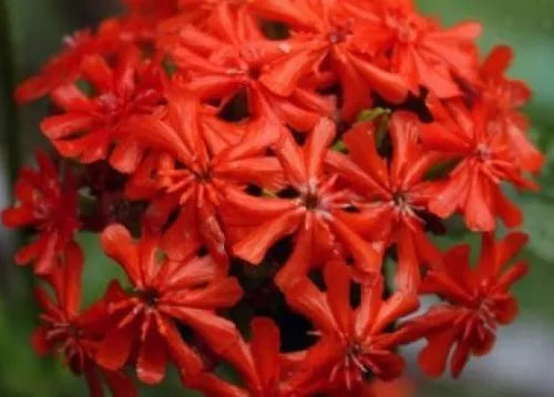 100 Maltese Cross Fresh Seeds For Planting | www.seedsplantworld.com