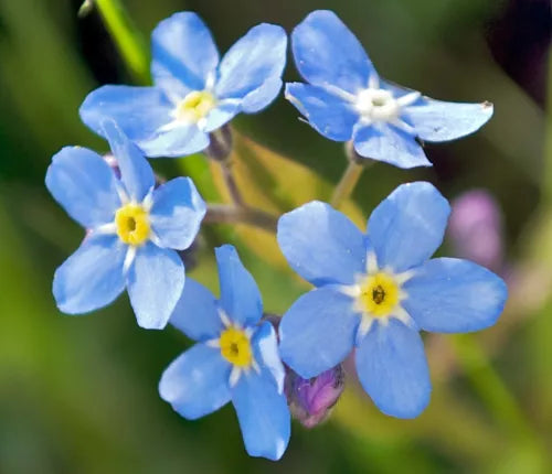 100 Forget Me Not Flower Fresh Seeds For Planting | www.seedsplantworld.com