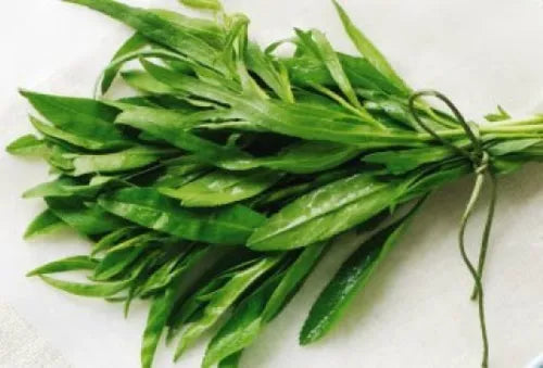 200 Fresh Tarragon Seeds For Planting | www.seedsplantworld.com