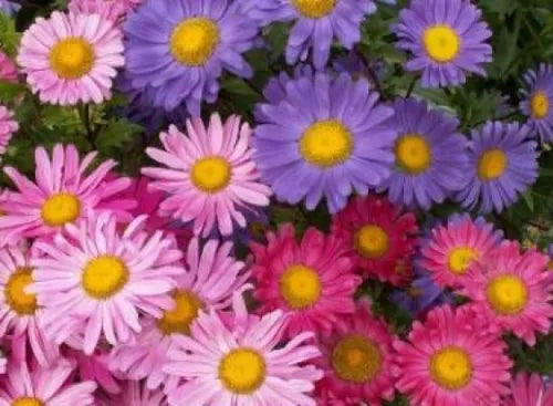 50 Single Mix Aster Flower Fresh Seeds For Planting | www.seedsplantworld.com