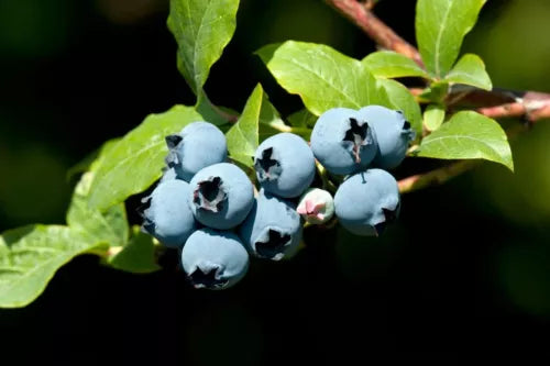 50 Blueberry Bh Seeds For Planting | www.seedsplantworld.com