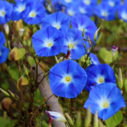 5 Blue Morning Glory Fresh Flower Seeds For Planting | www.seedsplantworld.com