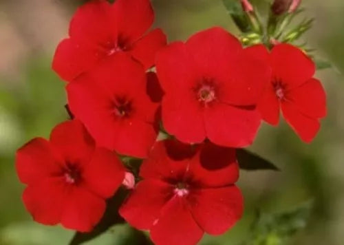 50 Phlox Annual Red Fresh Seeds For Planting | www.seedsplantworld.com