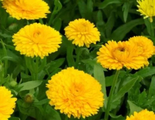 50 Calendula Golden Emperor Fresh Seeds For Planting | www.seedsplantworld.com