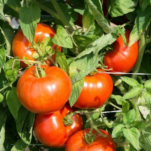 100 Ct Rutgers Tomato Heirloom Non-GMO Vegetable Seeds | www.seedsplantworld.com