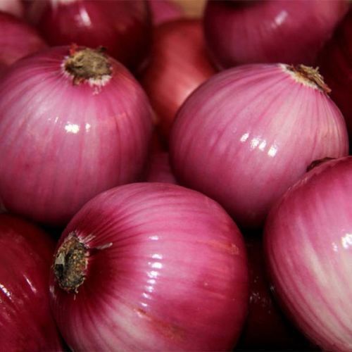 200+ Red Grano Onion Mild Short Day Heirloom Vegetable Seeds | www.seedsplantworld.com