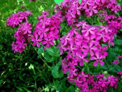 100 Catchfly Flower Fresh Silene Armeriaseeds For Planting | www.seedsplantworld.com