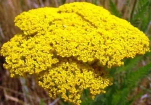 100 Gold Yarrow Fresh Seeds For Planting | www.seedsplantworld.com