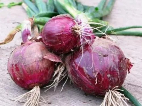 25 Fresh Red Burgandy Onion Seeds For Planting | www.seedsplantworld.com