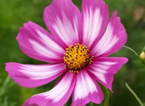 30 Cosmos Candystripe Fresh Flower Seeds For Planting | www.seedsplantworld.com