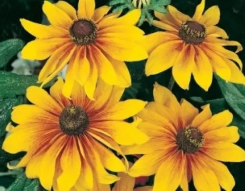 100 Gloriosa Daisy Flowers Fresh Seeds For Planting | www.seedsplantworld.com