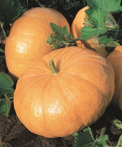 5 Pumpkin Yellow Of Paris Giant De Paris Vegetable Seeds | www.seedsplantworld.com