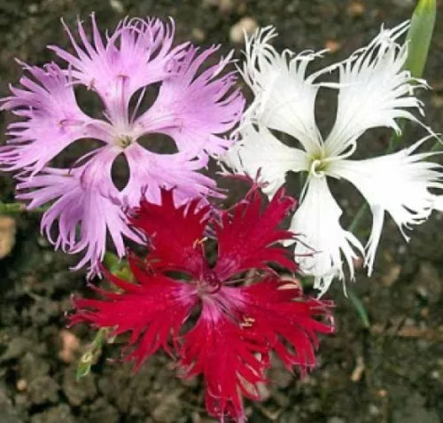 100 Fringed Pinks Fresh Flower Seeds For Planting | www.seedsplantworld.com