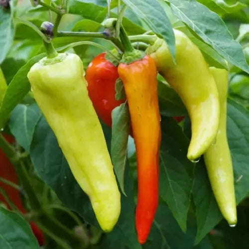 10 Sweet Banana Peppers Vegetable Seeds For Planting | www.seedsplantworld.com