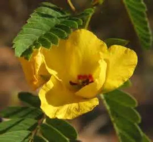 50 Partridge Pea Fresh Yellow Flower Seeds For Planting | www.seedsplantworld.com