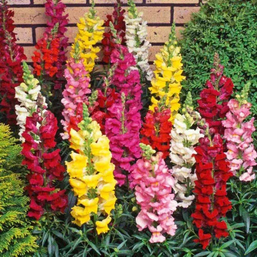 15 Snapdragon Fresh Flower Seeds For Planting | www.seedsplantworld.com