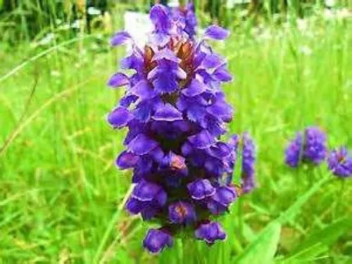 50 Heal All Prunella Vulgaris Fresh Seeds For Planting | www.seedsplantworld.com