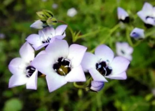 100 Bird'S Eyes Gilia Tricolor Fresh Seeds For Planting | www.seedsplantworld.com