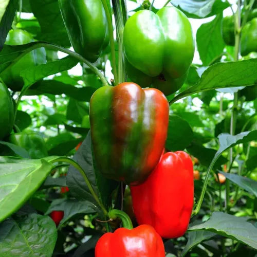 10 California Peppers Vegetable Seeds For Planting | www.seedsplantworld.com