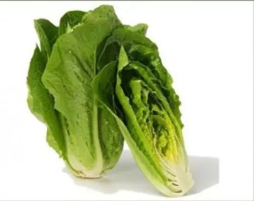 100 Fresh Heirloom Romaine Lettuce Parris Island Cos Seeds For Planting | www.seedsplantworld.com