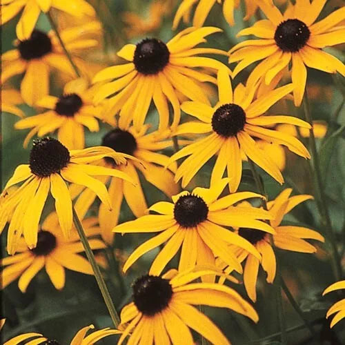 25 Black-Eyed San Fresh Flower Seeds For Planting | www.seedsplantworld.com