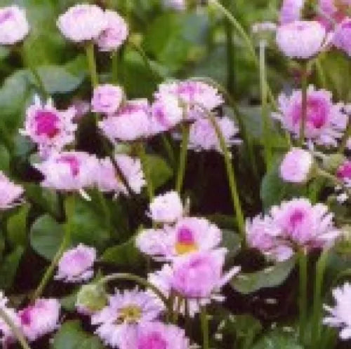 200 English Daisy Flowers Fresh Bellis Perennisseeds For Planting | www.seedsplantworld.com