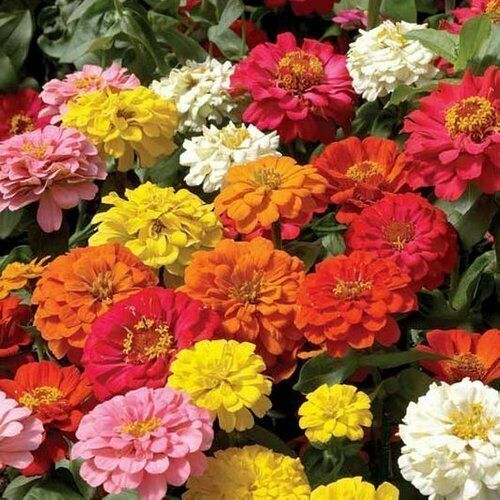 200+ Zinnia Pompon Mixed Colorful Rainbow Blooms Flower Seeds | www.seedsplantworld.com