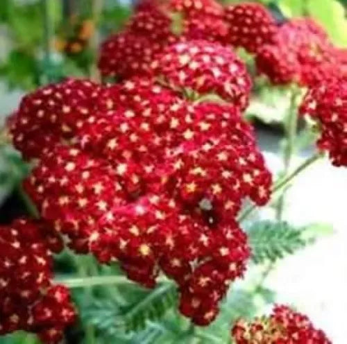 100 Red Yarrow Fresh Seeds For Planting | www.seedsplantworld.com