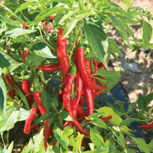 10 Cayenne Peppers Vegetable Seeds For Planting | www.seedsplantworld.com