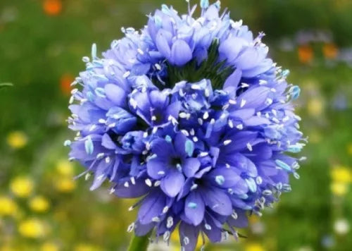 100 Globe Gilia Blue Fresh Seeds For Planting | www.seedsplantworld.com