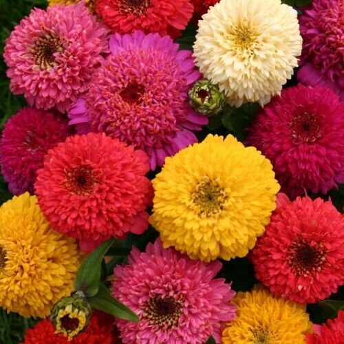 150+ Zinnia Dahlia Mix Elegans Annual Mixed Flower Seeds | www.seedsplantworld.com