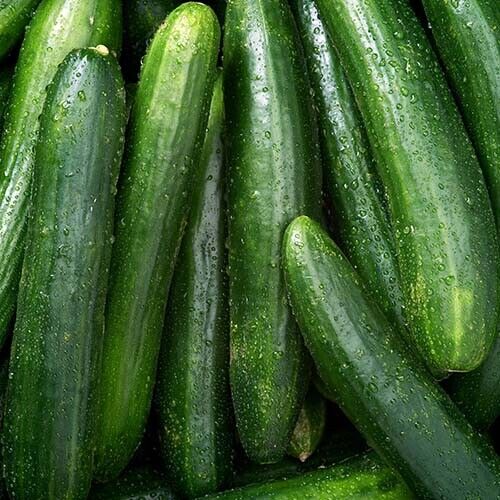 50+ Marketer Cucumber Garden Heirloom NON-GMO Vegetable Seeds | www.seedsplantworld.com