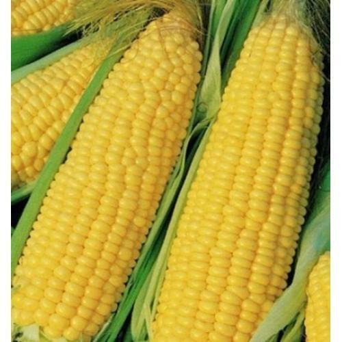 25 Ct Trucker's Favorite Yellow Corn Garden Heirloom NON-GMO Vegetable Seeds | www.seedsplantworld.com