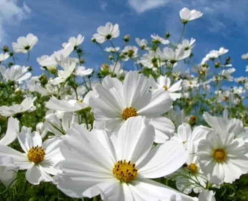 30 Cosmos Purity Fresh Flower Seeds For Planting | www.seedsplantworld.com